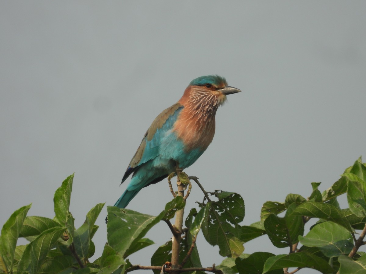 Indian/Indochinese Roller - ML627652701