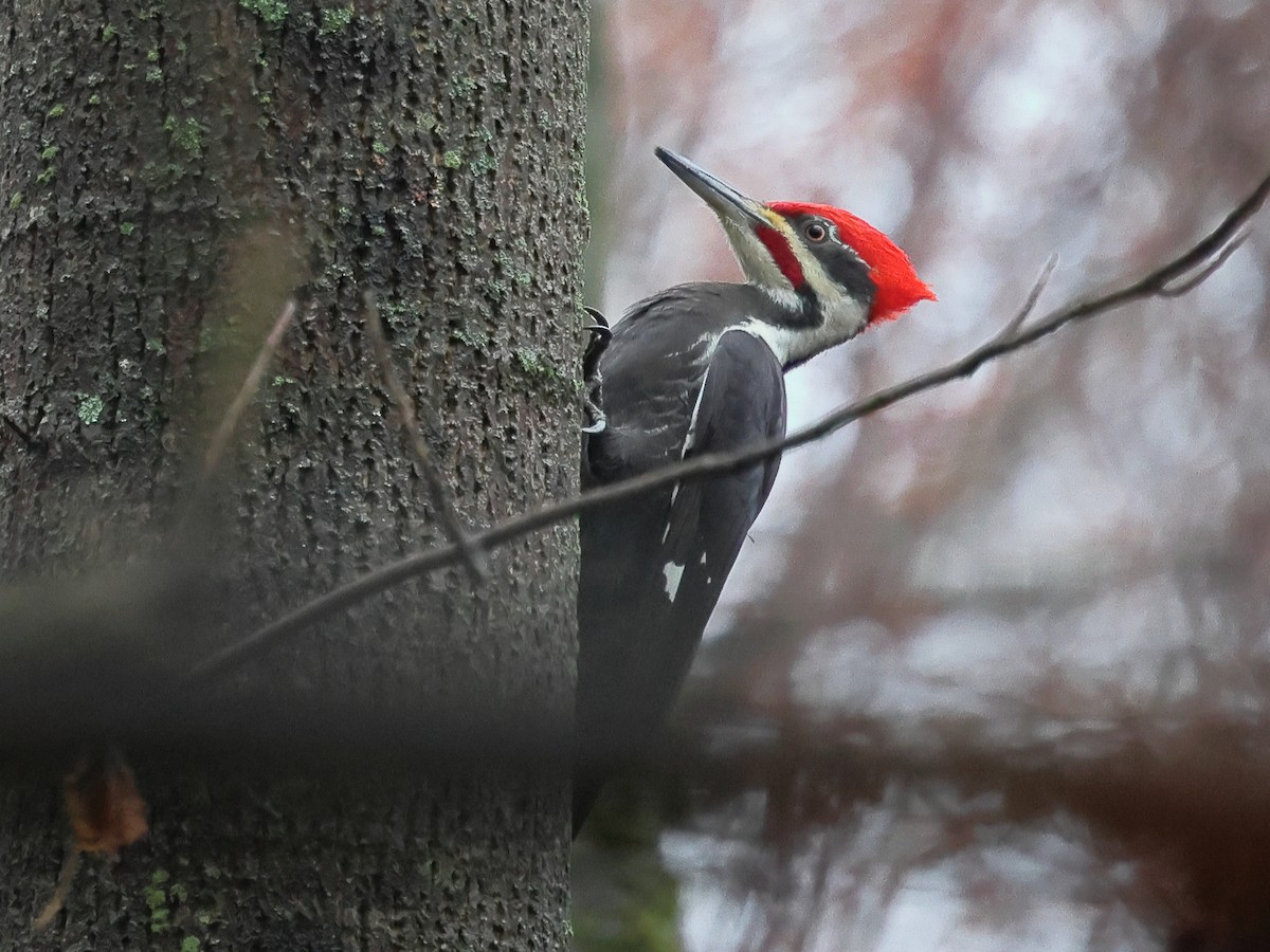 Pileated Woodpecker - ML627652723