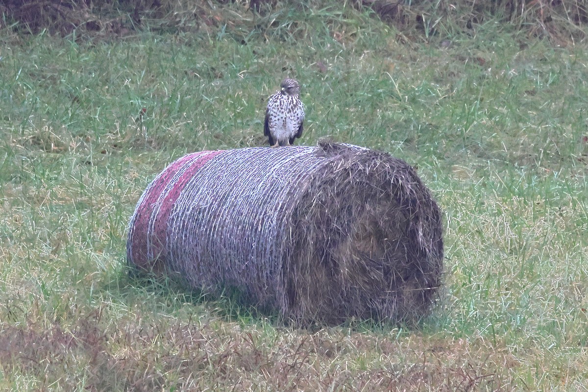 Red-shouldered Hawk - ML627652765