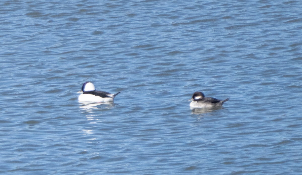 Bufflehead - ML627652940