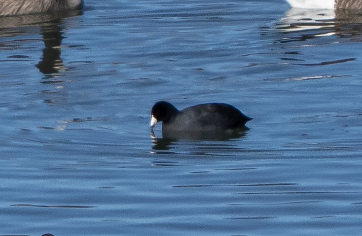 American Coot - ML627652957