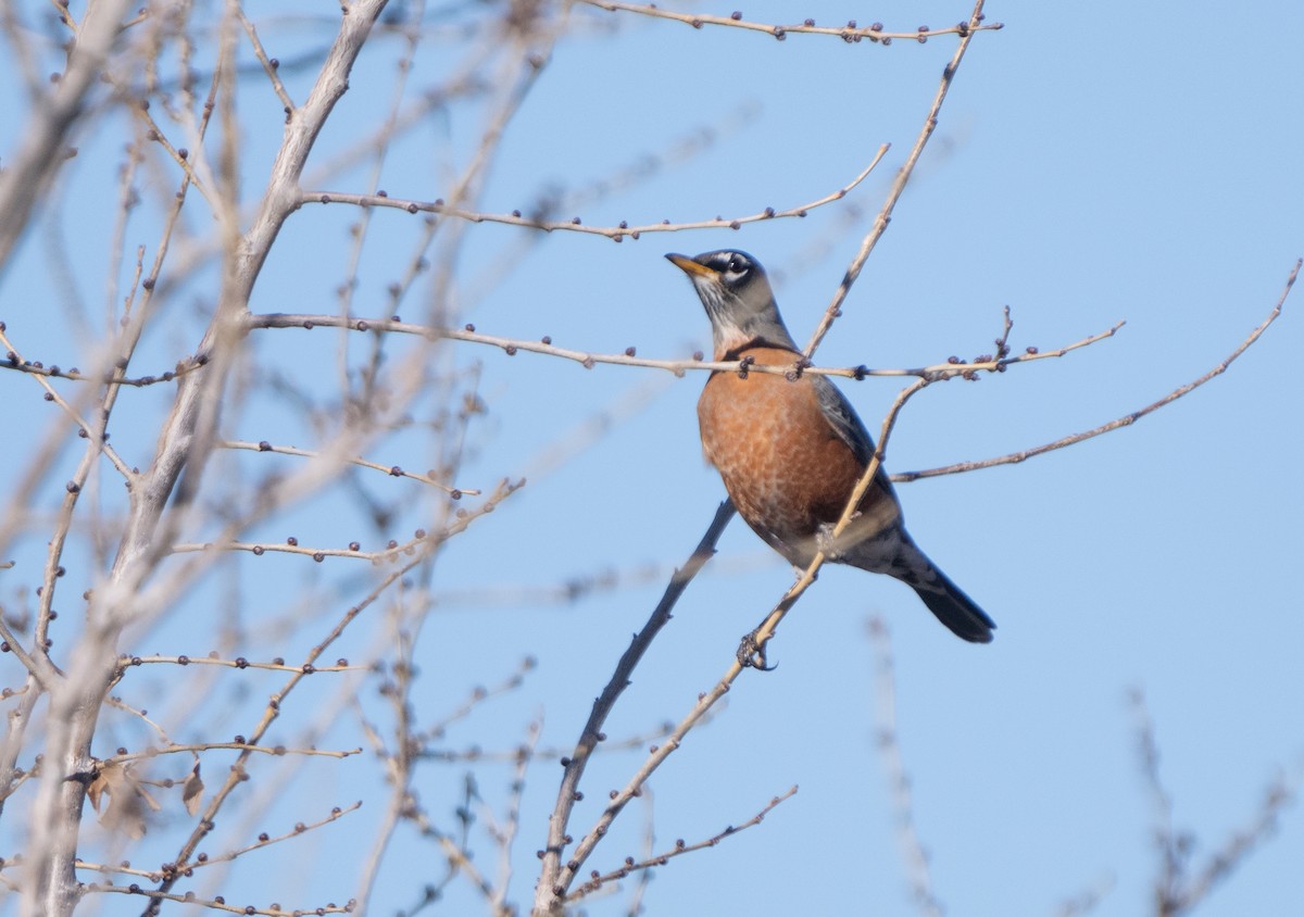 American Robin - ML627652973