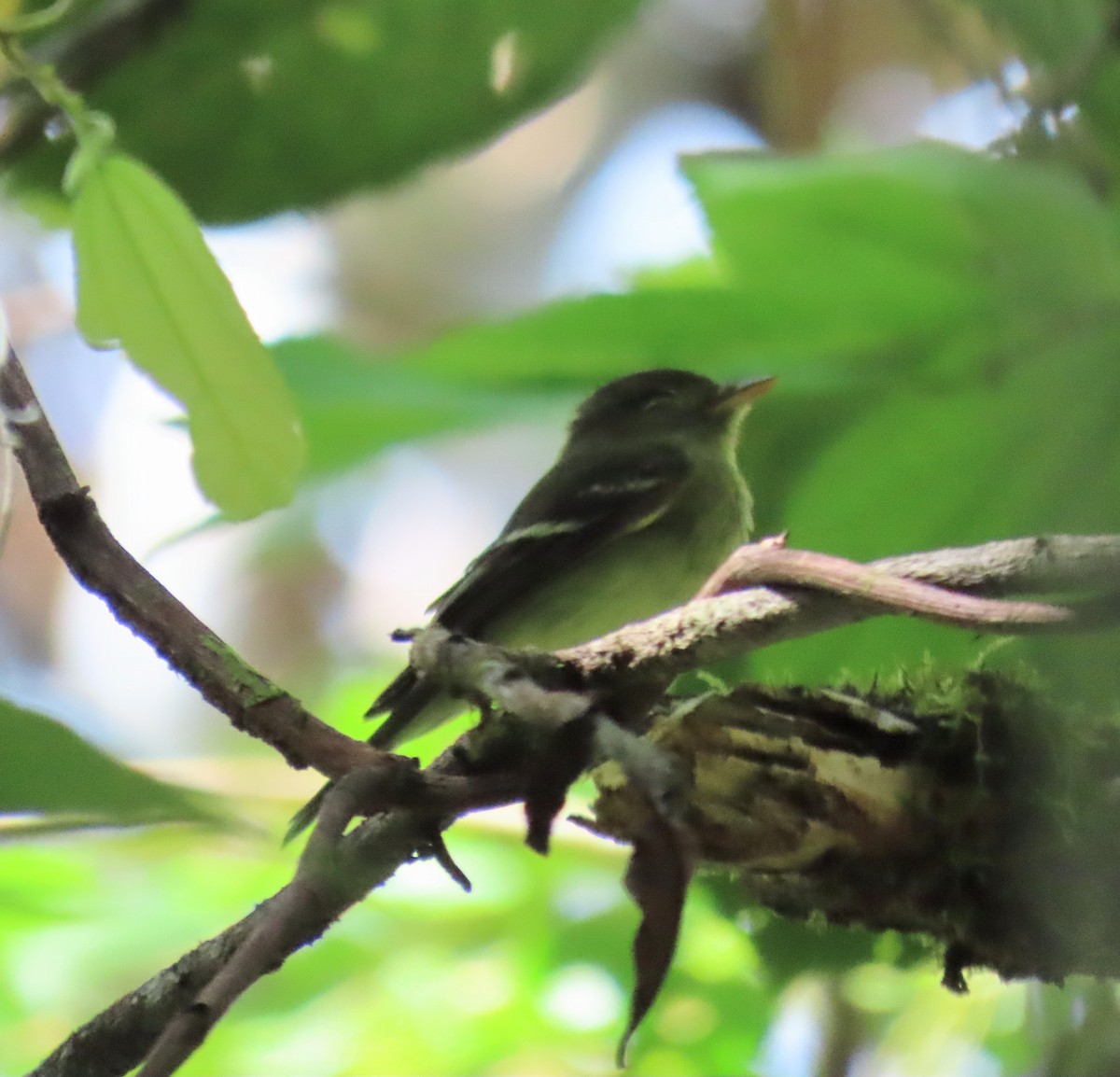 Yellow-bellied Flycatcher - ML627653004