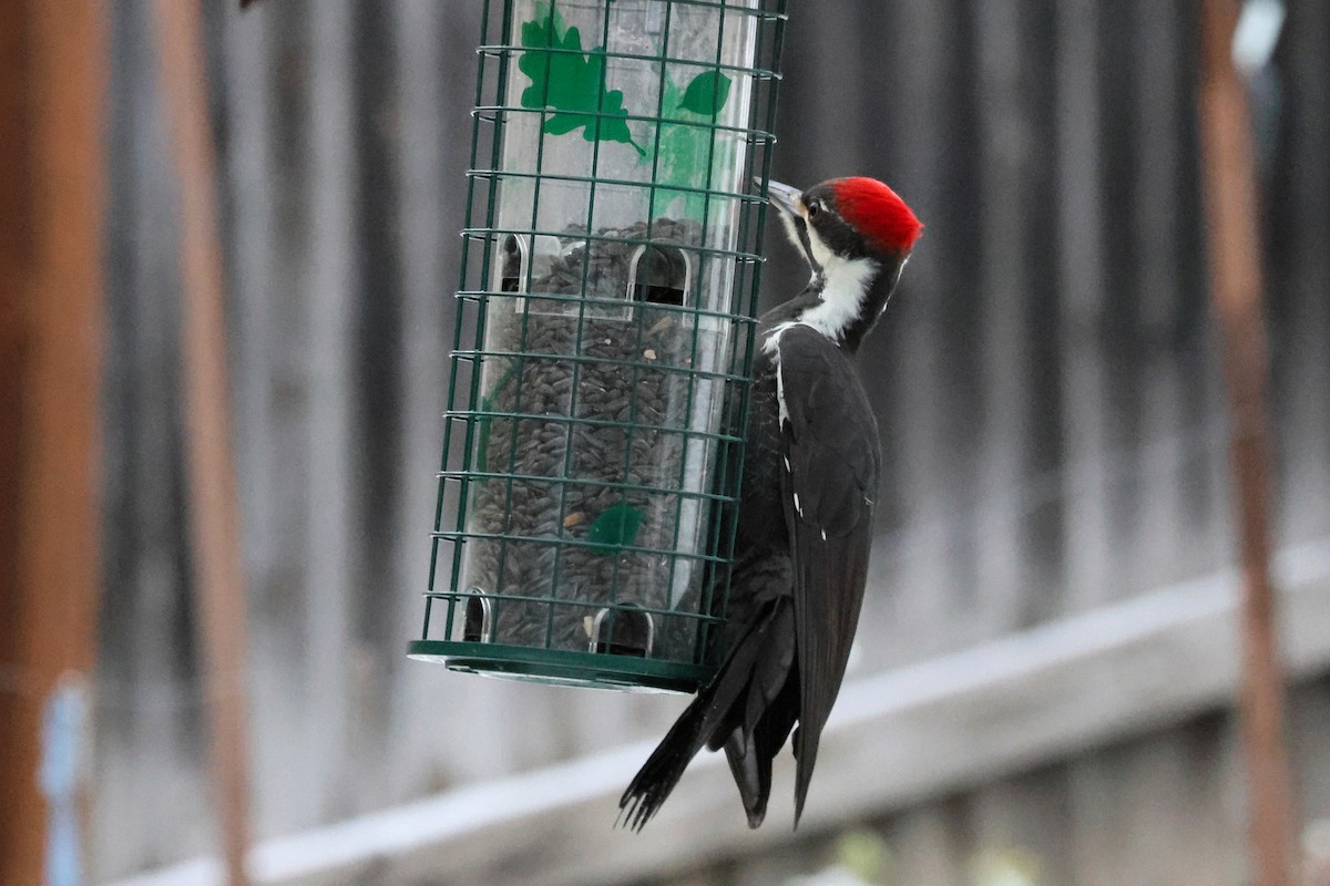 Pileated Woodpecker - ML627653067