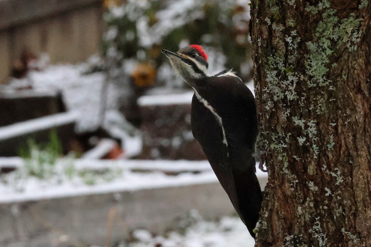 Pileated Woodpecker - ML627653068