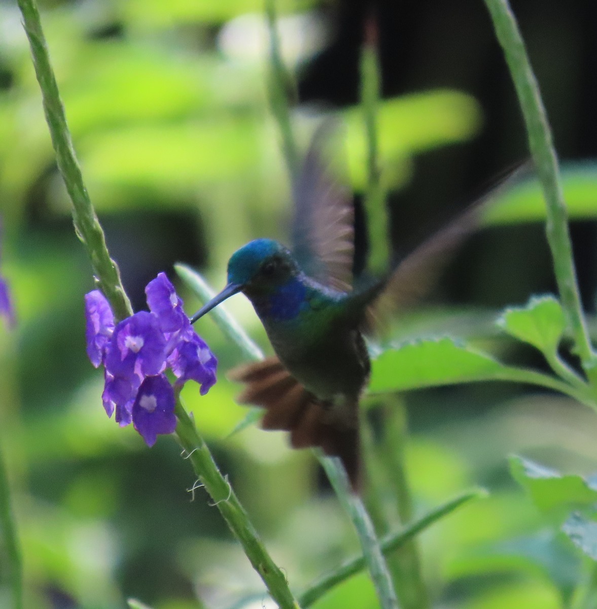 Charming Hummingbird - ML627653081