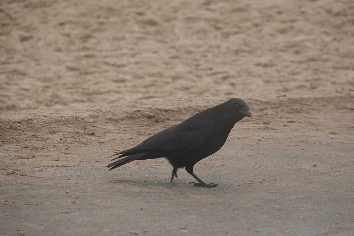 Carrion Crow - ML627653087