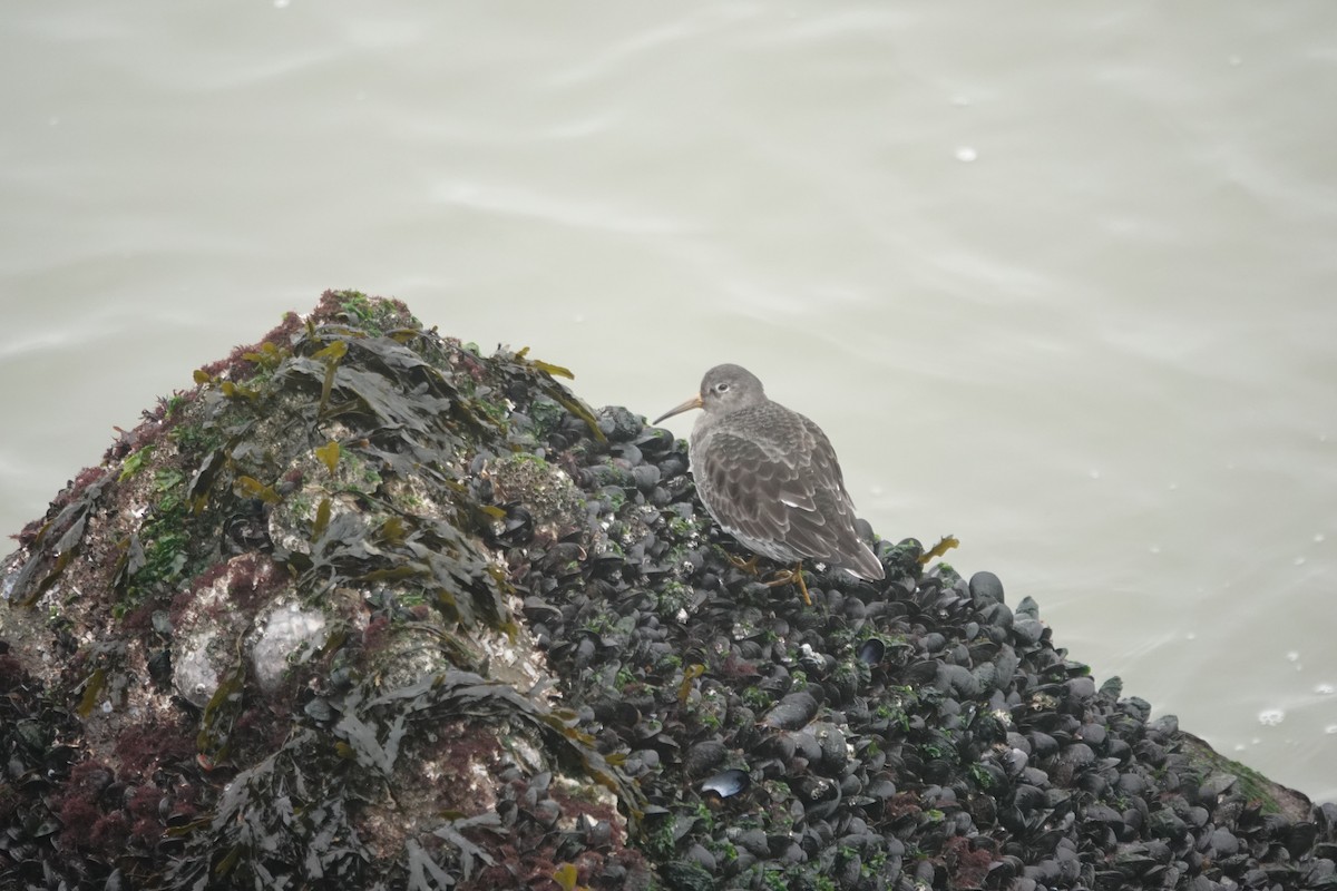 Purple Sandpiper - ML627653098