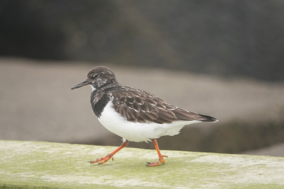 Ruddy Turnstone - ML627653118