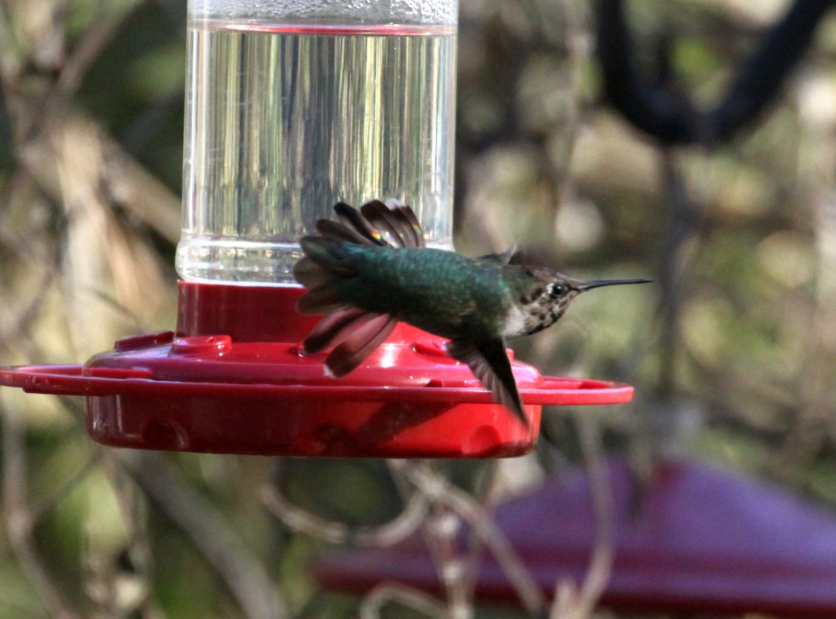 Anna's Hummingbird - ML627653126