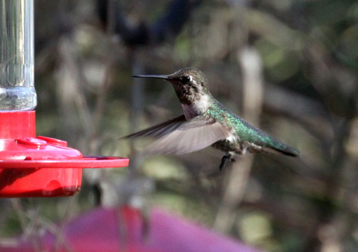 Anna's Hummingbird - ML627653131