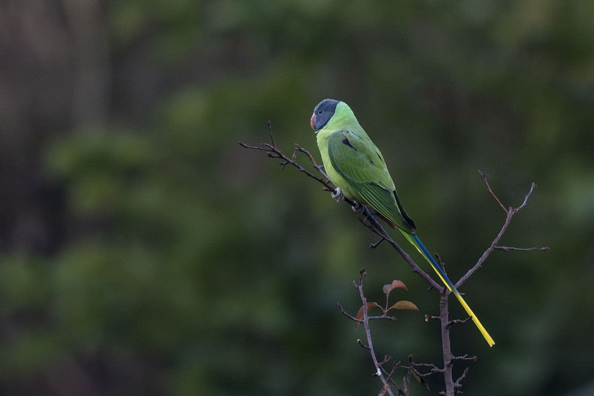 Slaty-headed Parakeet - ML627653141