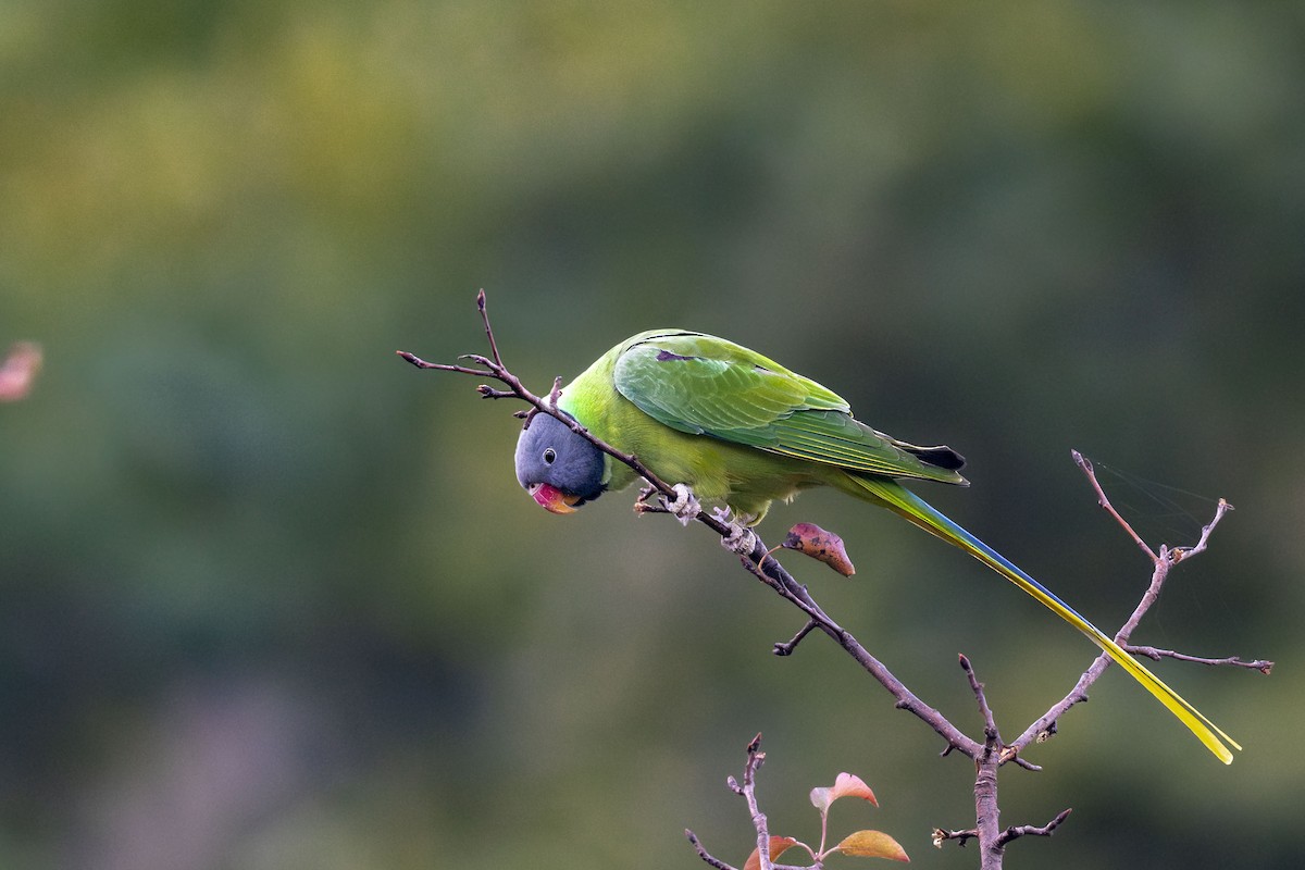 Slaty-headed Parakeet - ML627653142