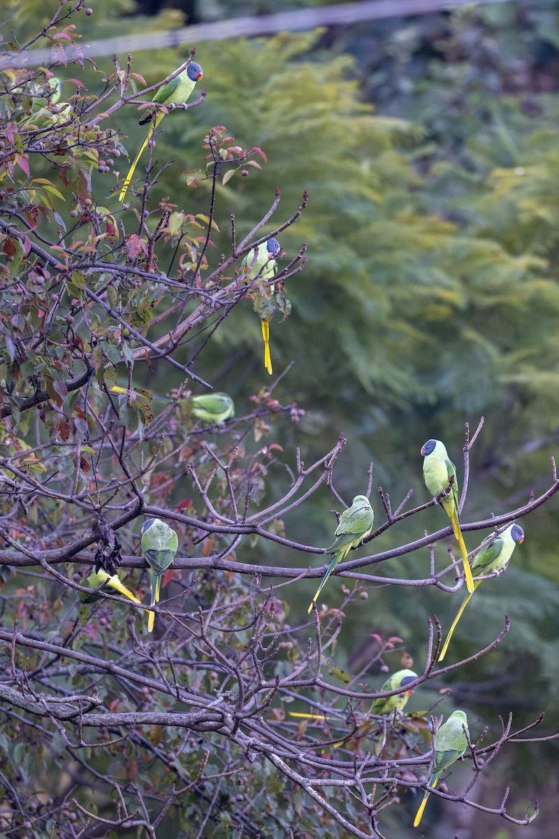 Slaty-headed Parakeet - ML627653143