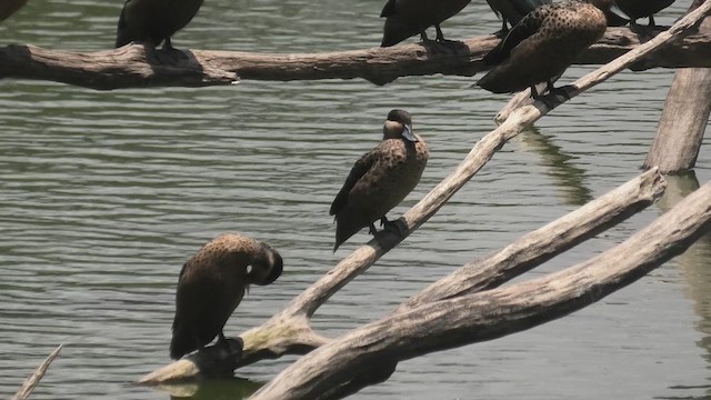 Blue-billed Teal - ML627653213