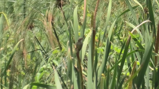 Madagascar Swamp Warbler - ML627653218