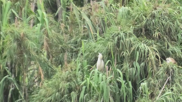 Malagasy Pond-Heron - ML627653224