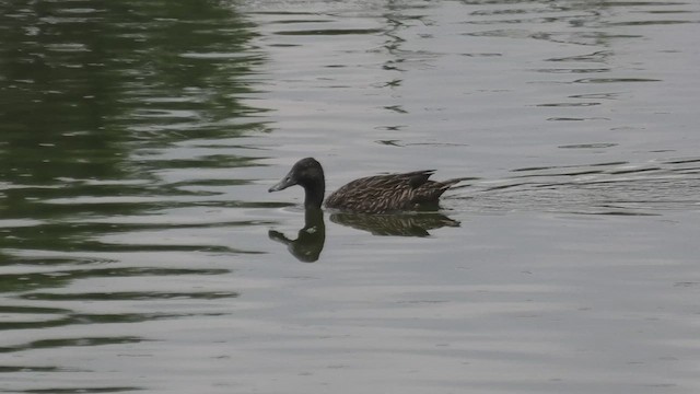 Meller's Duck - ML627653233