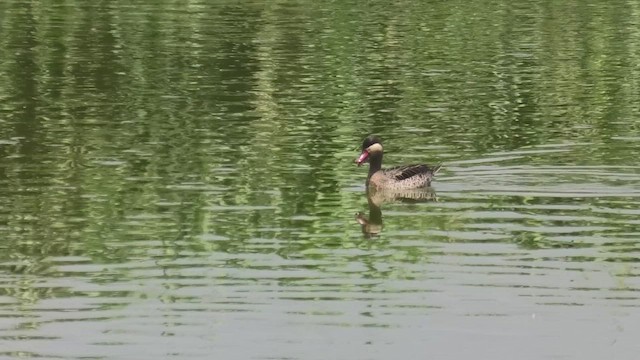 Red-billed Duck - ML627653246