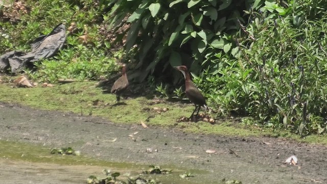 White-throated Rail - ML627653254