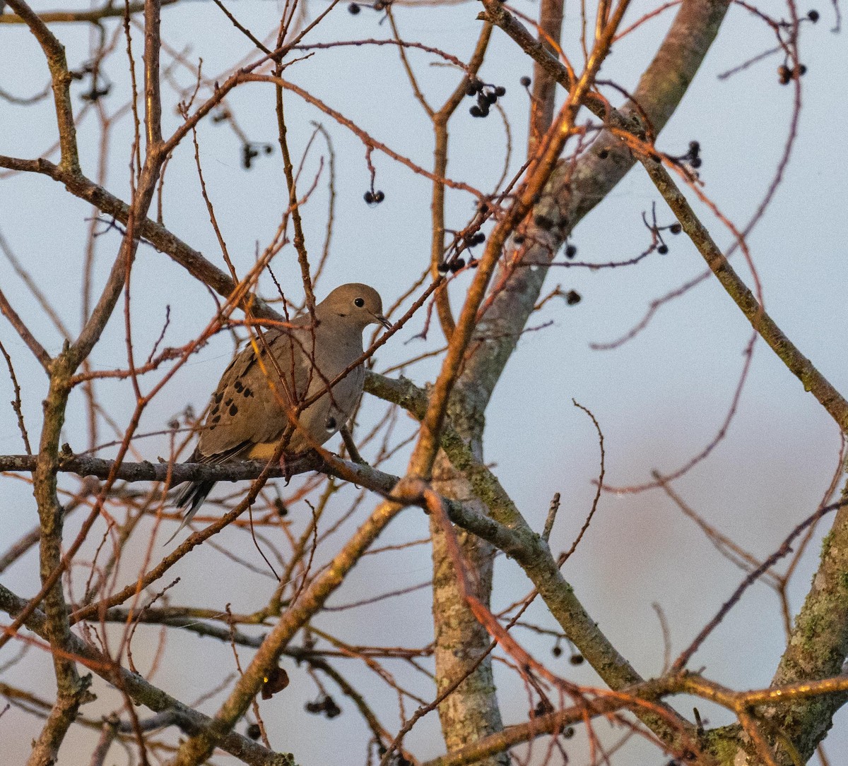 Mourning Dove - ML627653260