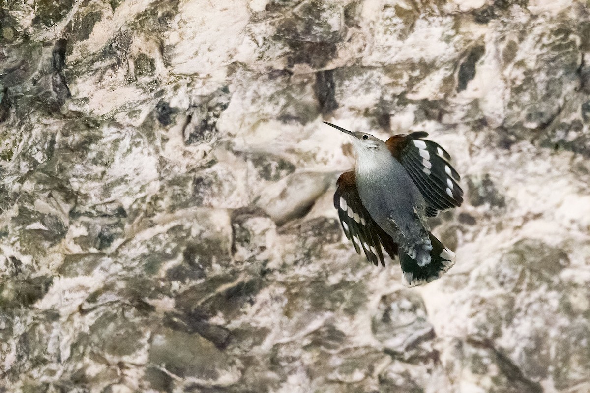 Wallcreeper - ML627653410
