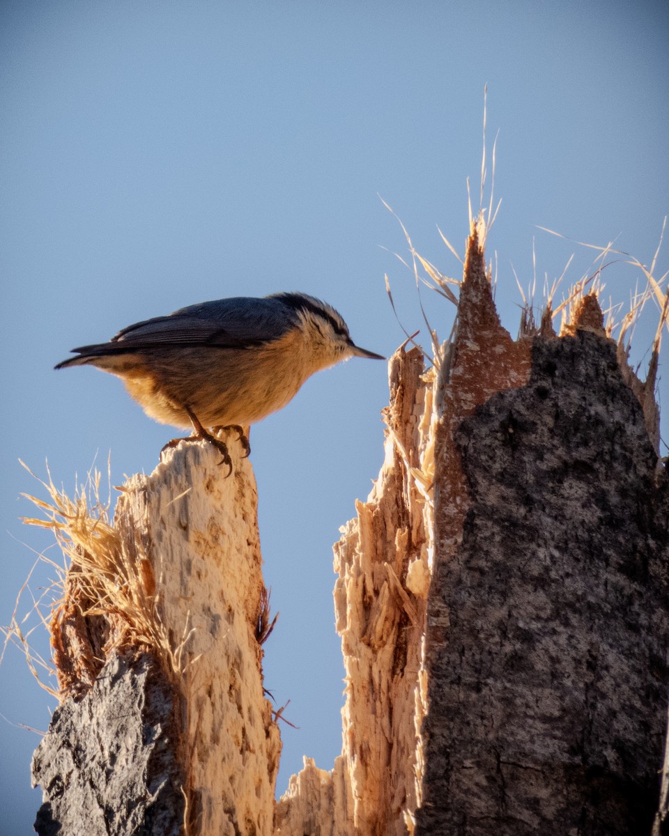Red-breasted Nuthatch - ML627653411