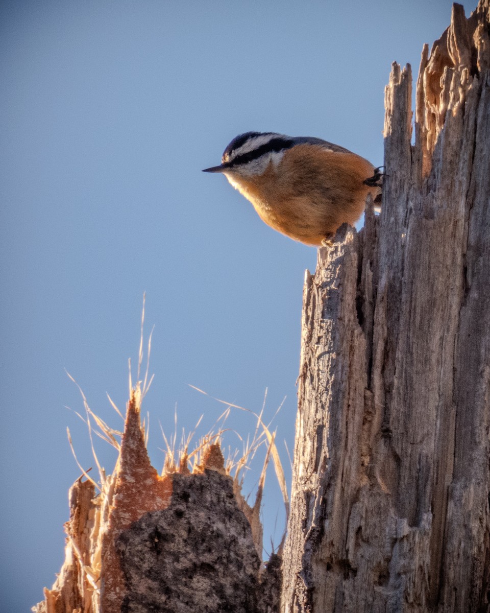 Red-breasted Nuthatch - ML627653412