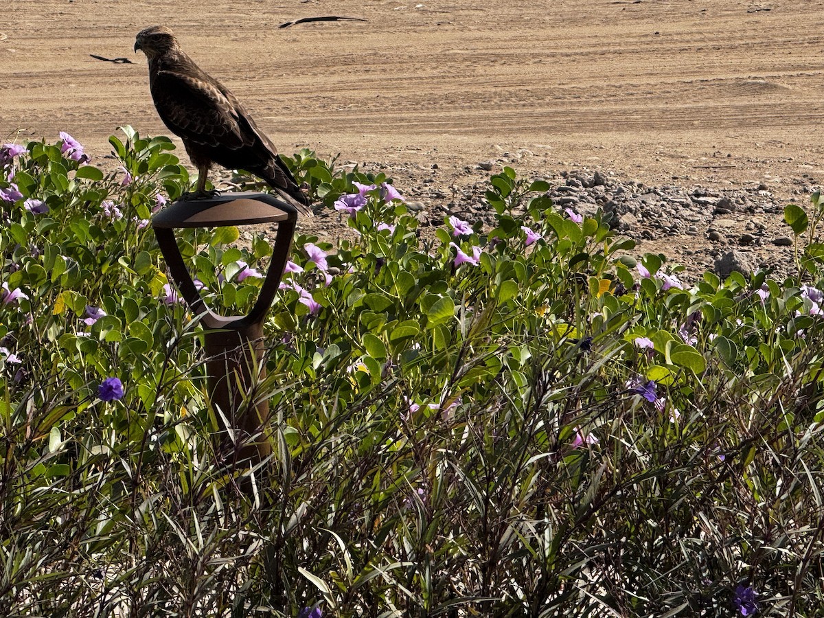 Mäusebussard (vulpinus/menetriesi) - ML627653491