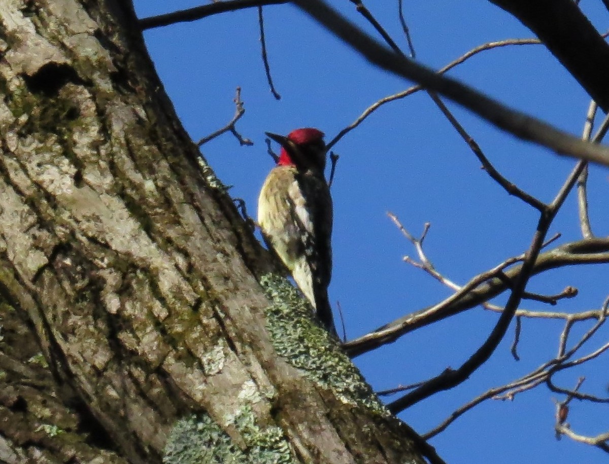 Yellow-bellied Sapsucker - ML627653493