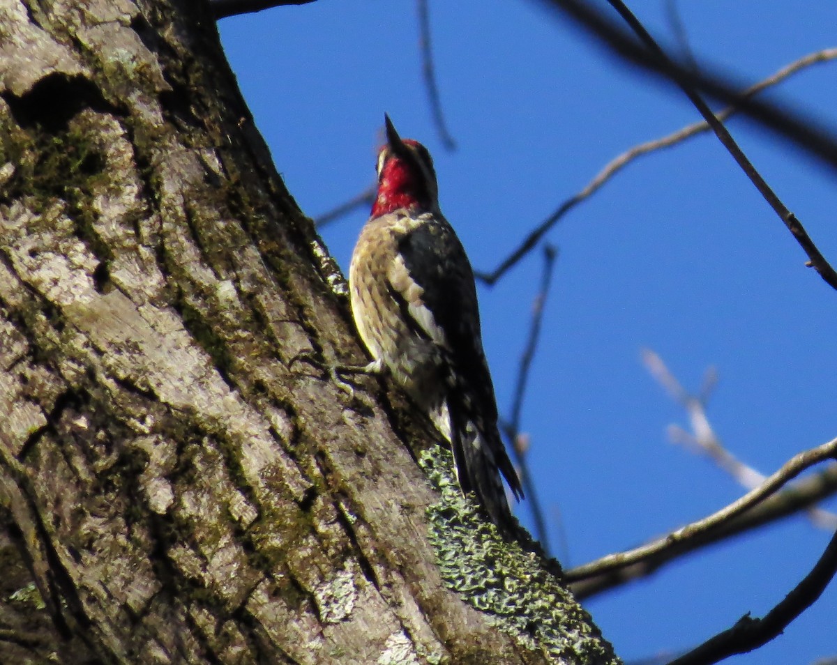 Yellow-bellied Sapsucker - ML627653496