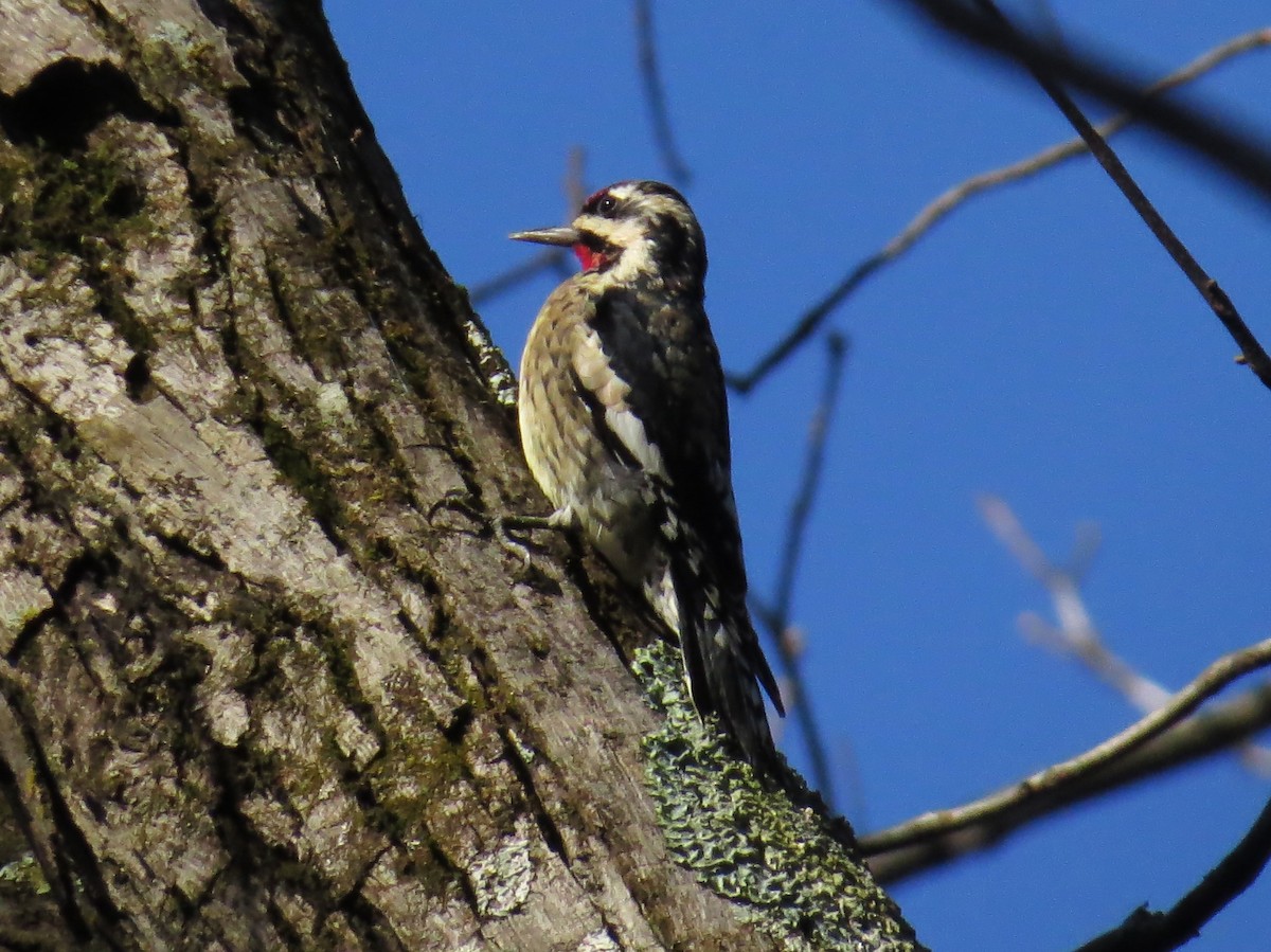 Yellow-bellied Sapsucker - ML627653497