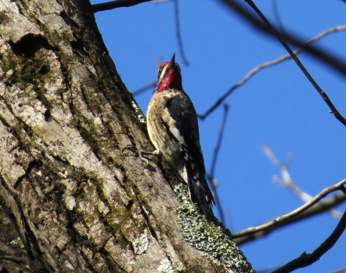 Yellow-bellied Sapsucker - ML627653498