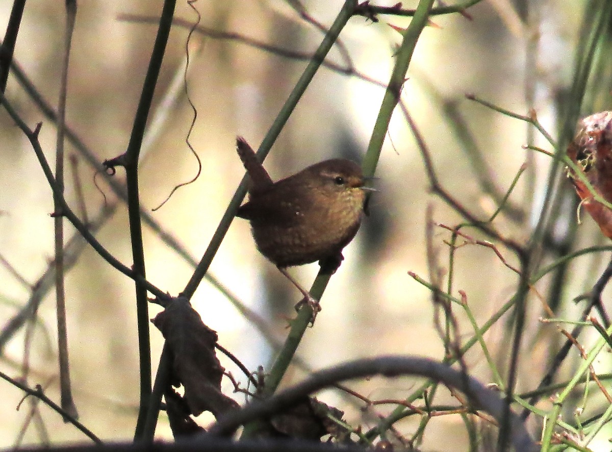 Winter Wren - ML627653504