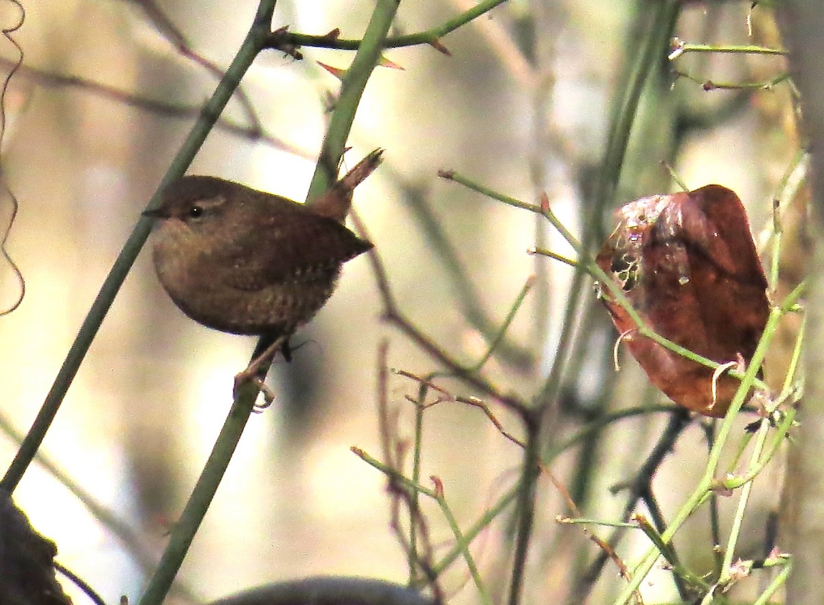 Winter Wren - ML627653508