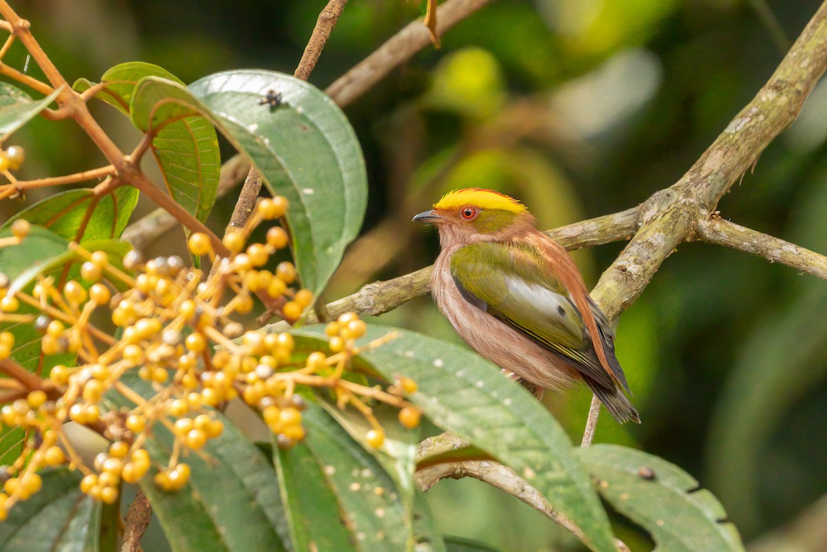 Fiery-capped Manakin - ML627653599