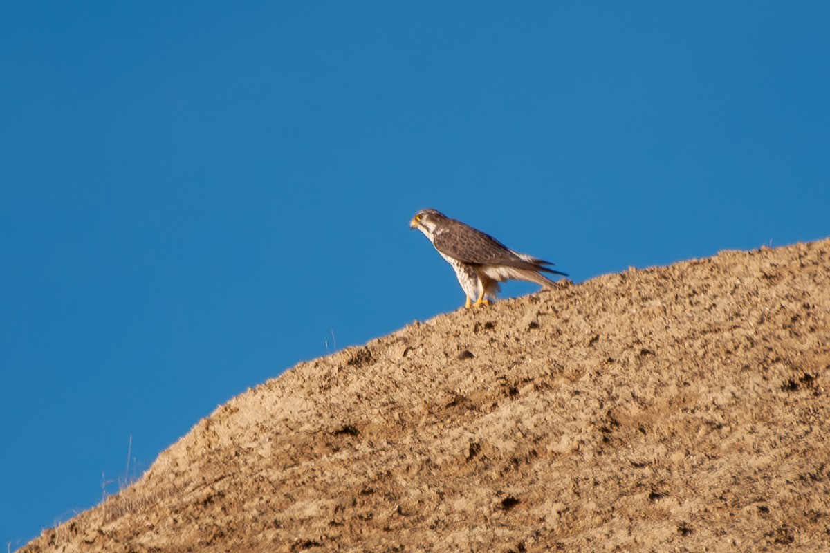 Prairie Falcon - ML627653637