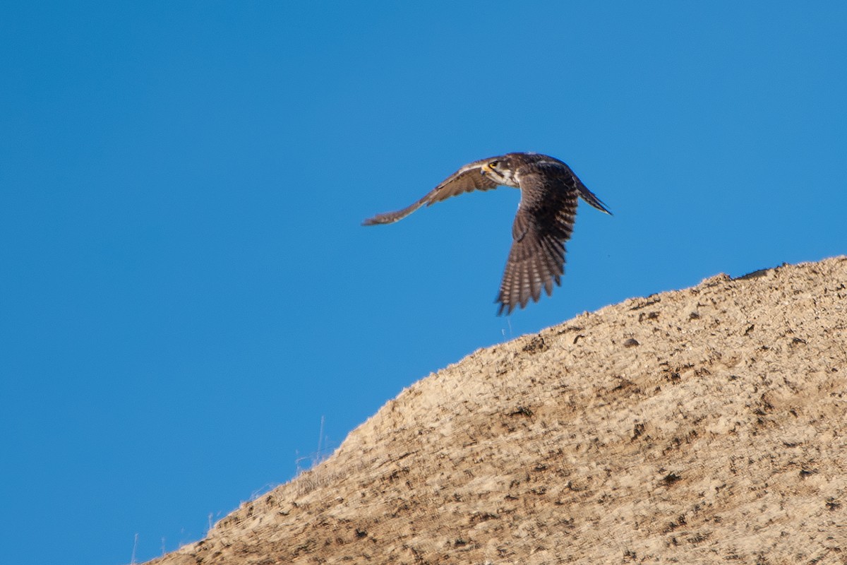 Prairie Falcon - ML627653640