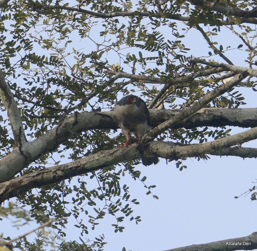 Red-thighed Sparrowhawk - ML627653642