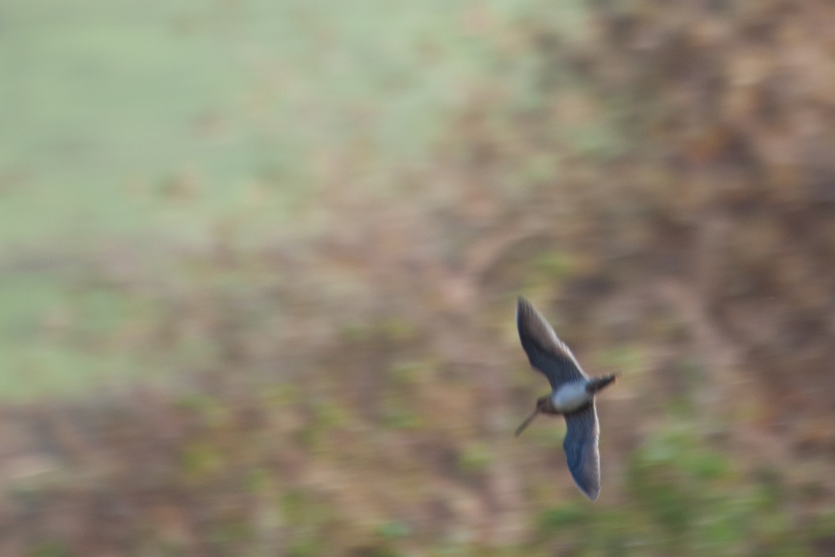 Wilson's Snipe - ML627653643