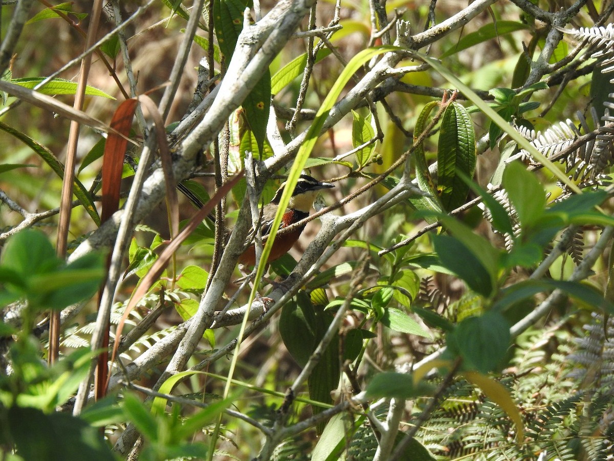 Marañon Crescentchest - ML627653655