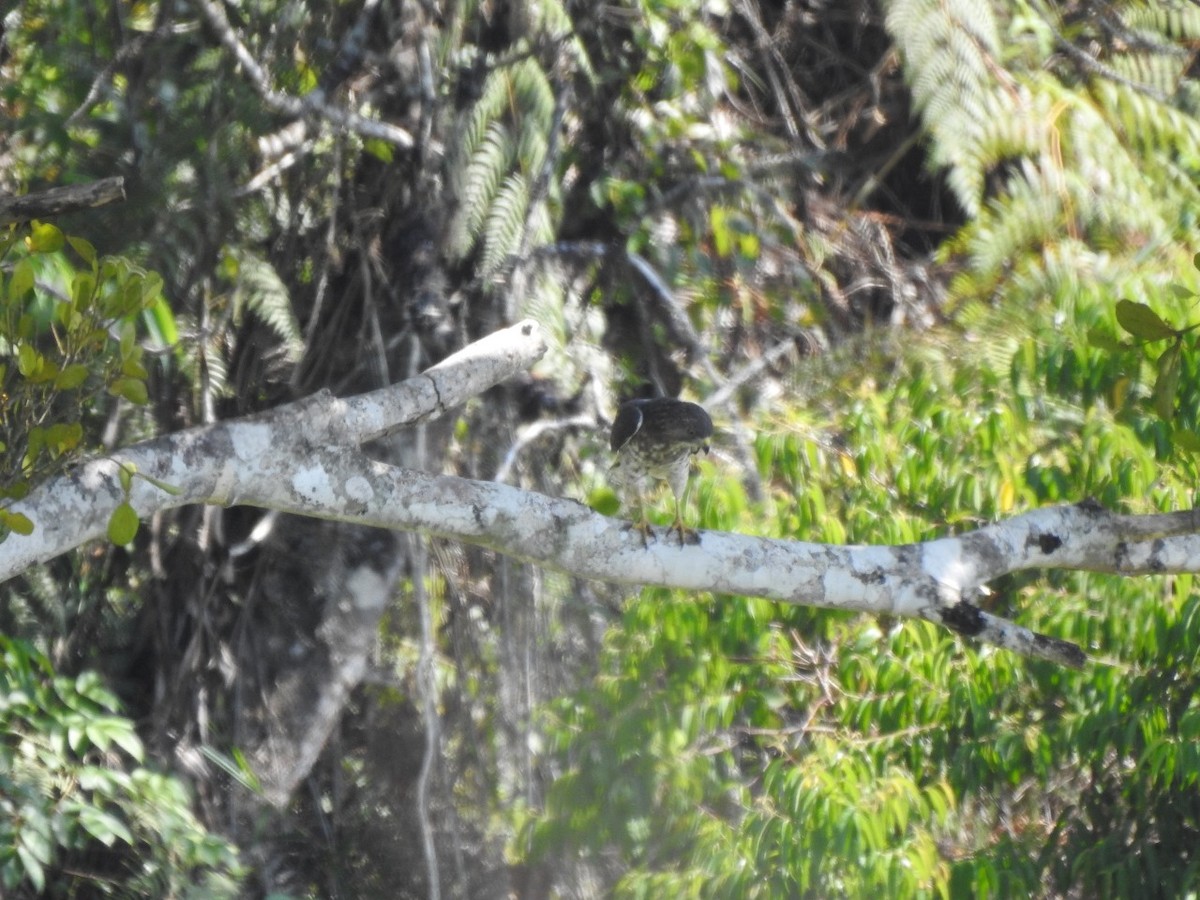 Broad-winged Hawk - ML627653658