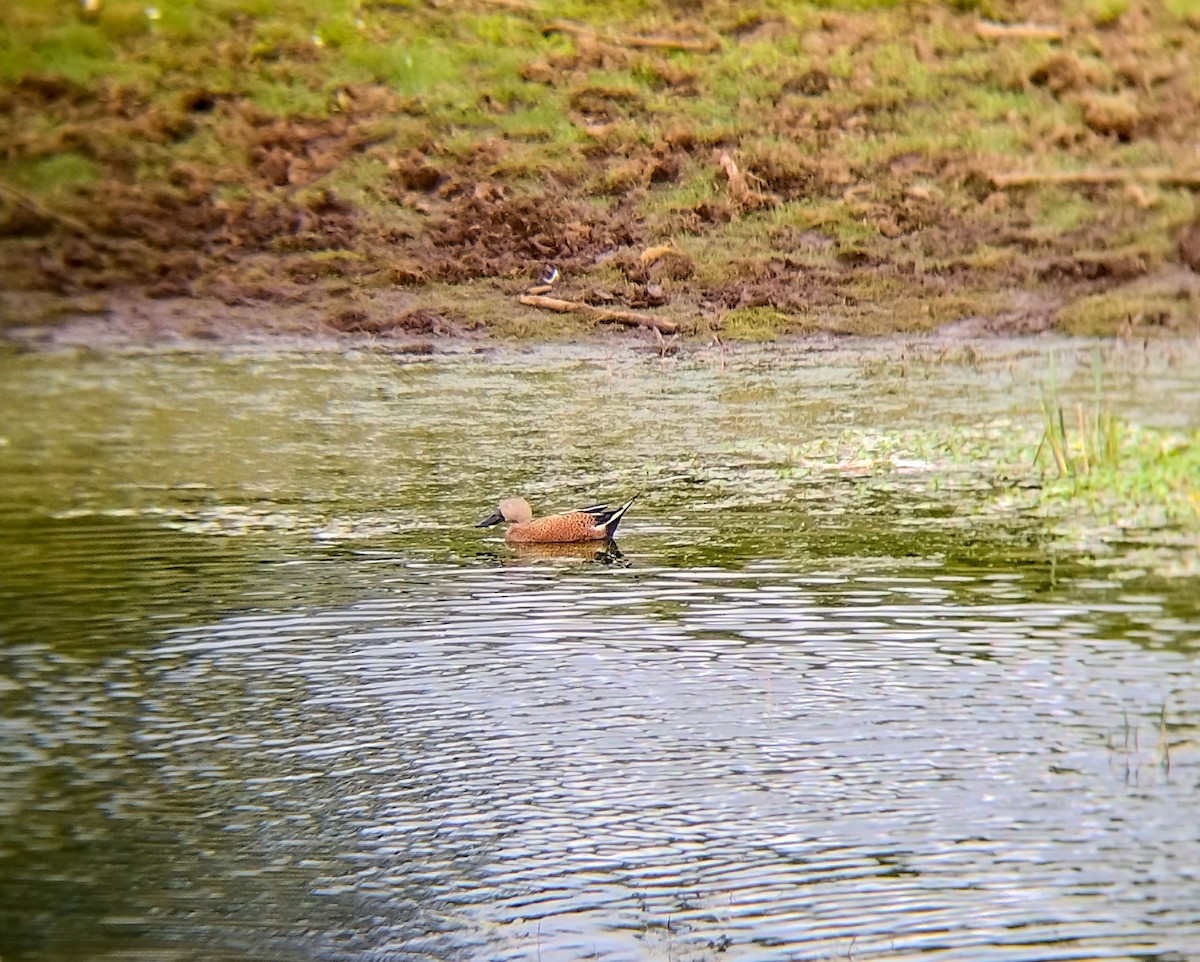 Red Shoveler - ML627653682