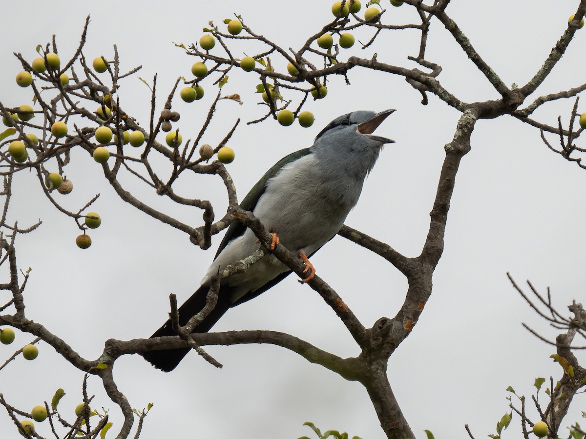 Cuckoo-roller - ML627653684