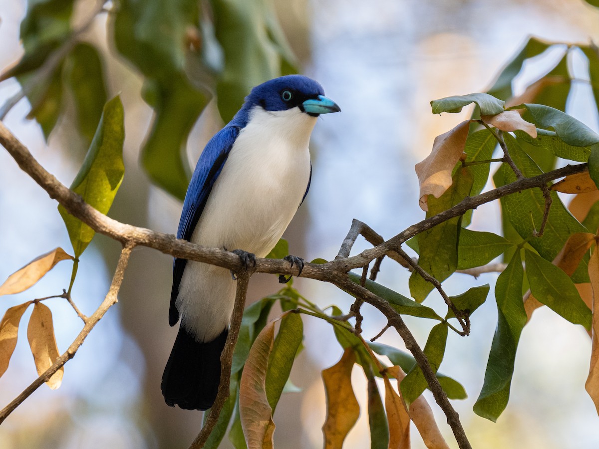 Madagascar Blue Vanga - ML627653703