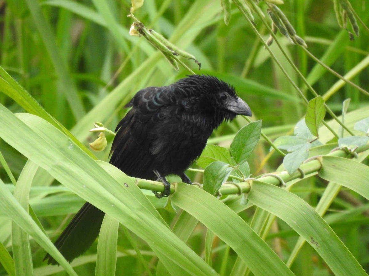 Groove-billed Ani - ML627653800