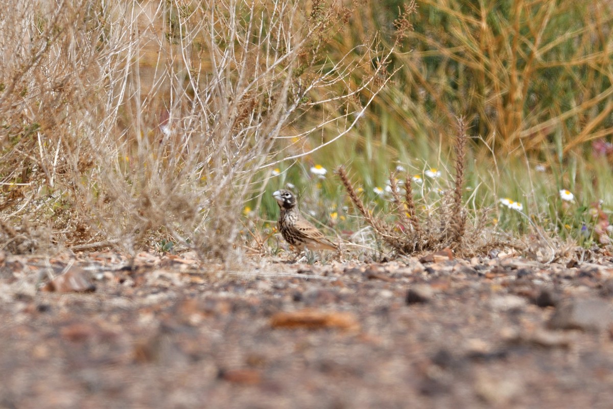 Thick-billed Lark - ML627653841