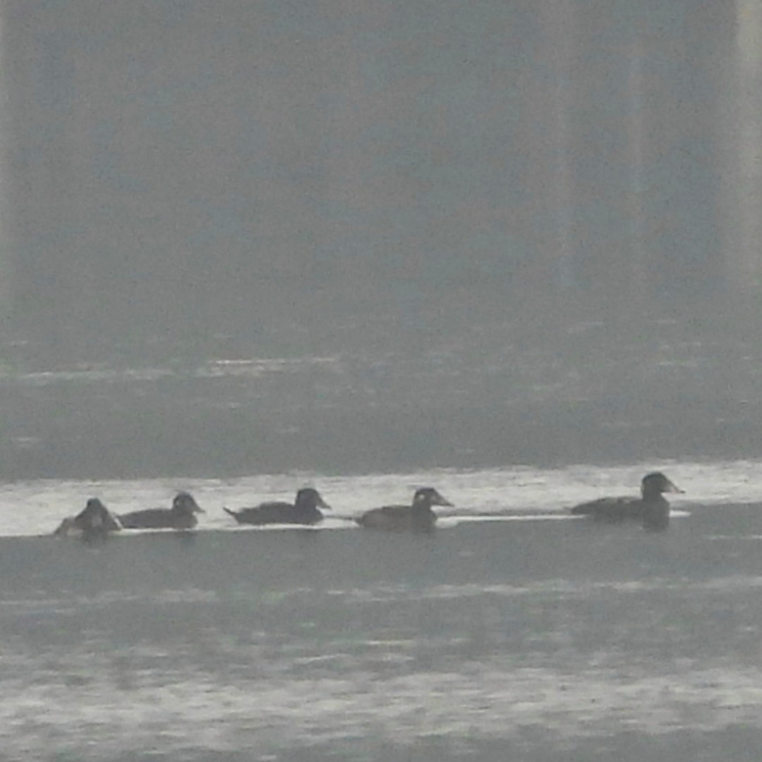 Surf Scoter - ML627653855