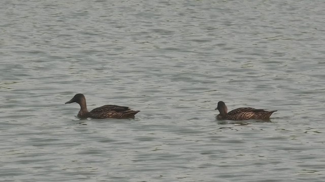 Meller's Duck - ML627653893