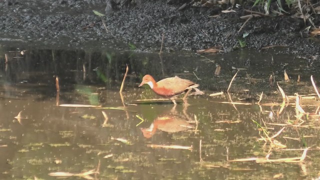 White-throated Rail - ML627653896